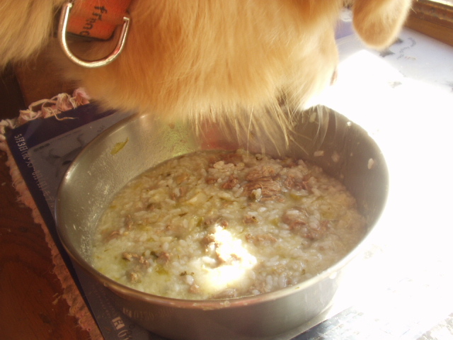 牛すじ肉 キャベツの芯 大根の皮 冷やご飯 ある犬のごはん日記